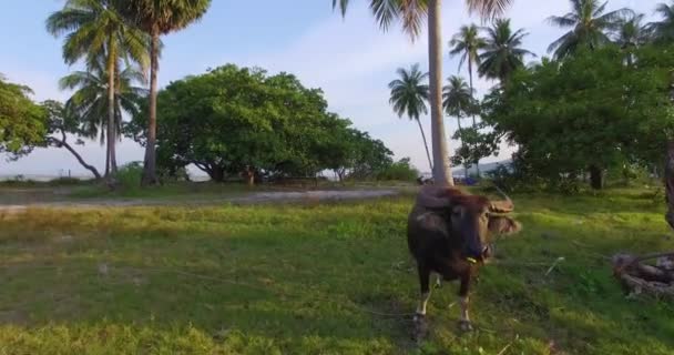 Aerial: Dron contra touro que pastava no prado entre as palmeiras . — Vídeo de Stock