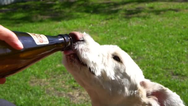 Omsk, russland 27. Mai 2017: Ein Hund trinkt Bier aus einer Flasche auf einem Rasen. — Stockvideo