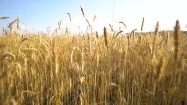 Altın buğday alanı yürümek. Spikelets yakın çekim.