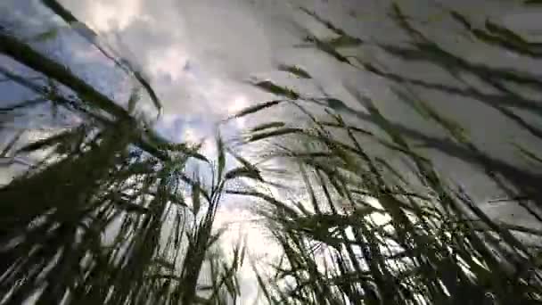 Una vista del cielo nuvoloso attraverso il campo di grano . — Video Stock