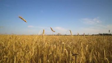 Ormana doğru altın buğday alanı boyunca yürümek. Mavi gökyüzü.