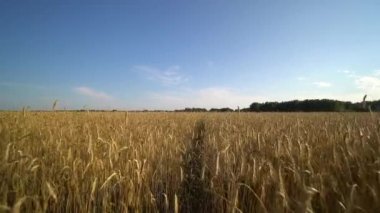 Ormana doğru altın buğday alan dar bir yol boyunca yürüyüş.