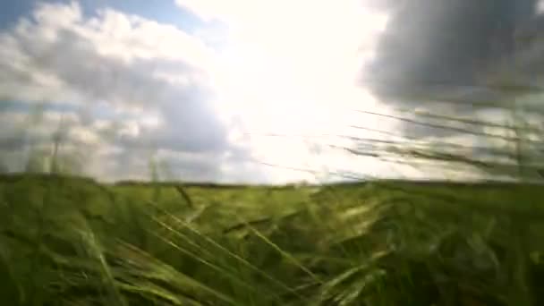 Close-up de espigas de trigo verde em dia ensolarado com nuvens Grãos de cereais Boa colheita — Vídeo de Stock