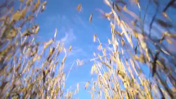 Una vista de un cielo azul desde un campo de trigo con espigas. Cielo azul . — Vídeos de Stock