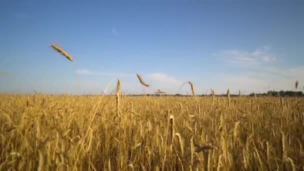 Marchez le long du champ de blé doré vers la forêt. Ciel bleu .