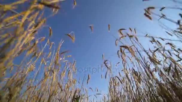 Vista desde el campo de trigo con muchas espiguillas ondeando en el viento. Cielo nublado azul . — Vídeos de Stock