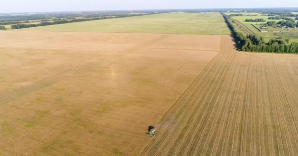 Aérea: La combinación trabaja en un campo de trigo. Cosecha . — Vídeos de Stock