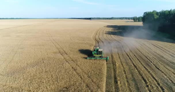 Aéreo: Um belo campo de trigo. Uma ceifa ceifa uma colheita . — Vídeo de Stock