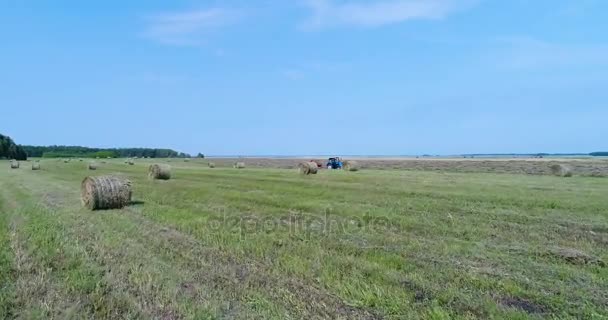 Luchtfoto: De trekker rijdt via het veld met stapels en verzamelt hooi. — Stockvideo
