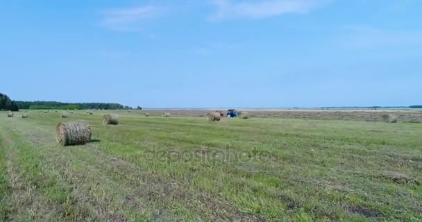 Aérea: El tractor recorre el campo con pilas y recoge heno . — Vídeo de stock