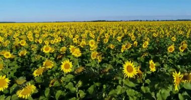 Hava: Sabah büyük ayçiçeği alanında.