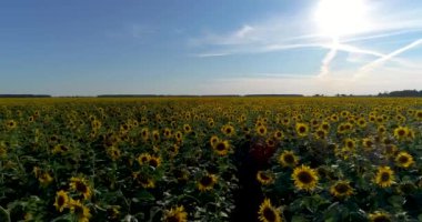 Hava: Akşam güzel bir ayçiçeği alanın sabit.
