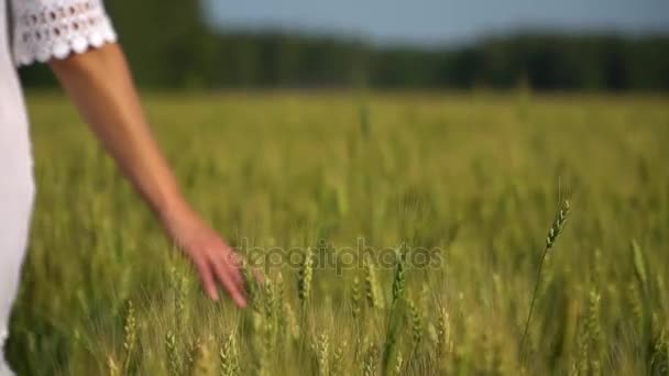 Nahaufnahme einer Mädchenhand, die Weizenspitzen in einem Feld berührt. — Stockvideo