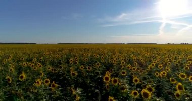 Hava: güzel ayçiçeği alanın üzerine akşam uçan.