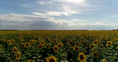Hava: bulutlu bir mavi gökyüzü ile güzel ayçiçeği alan üzerinde uçan.