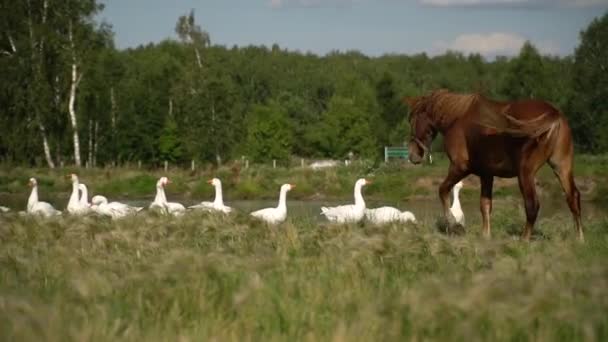 Gansos y un caballo pastan en un prado cerca del lago . — Vídeos de Stock