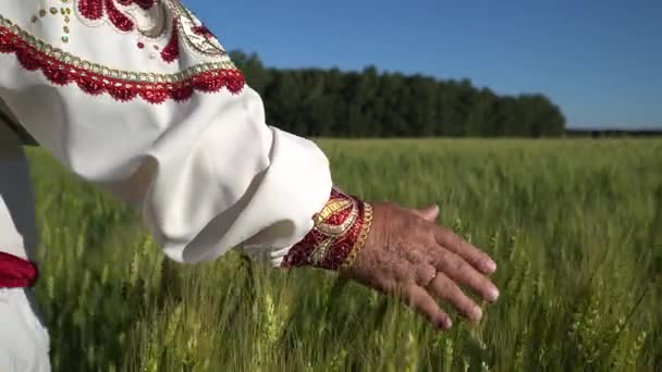 Рука человека касается колосьев пшеницы на поле . — стоковое видео