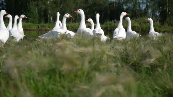 Зграя гусей плаває в озері . — стокове відео