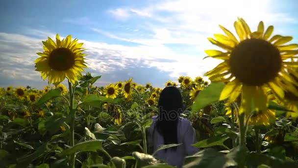 Das Mädchen geht durch das Sonnenblumenfeld. — Stockvideo