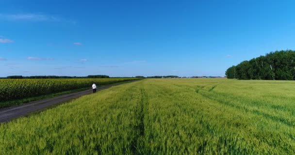 Antenn: En man går längs en landsväg mellan en vete och ett solros fält. — Stockvideo