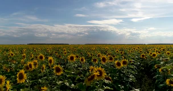 Antenne: schönes Sonnenblumenfeld und blauer Himmel. — Stockvideo