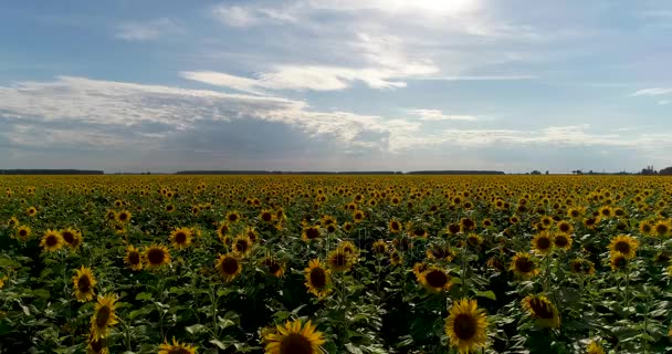 Antenne: Flug über wunderschönes Sonnenblumenfeld mit wolkenlosem blauem Himmel. — Stockvideo