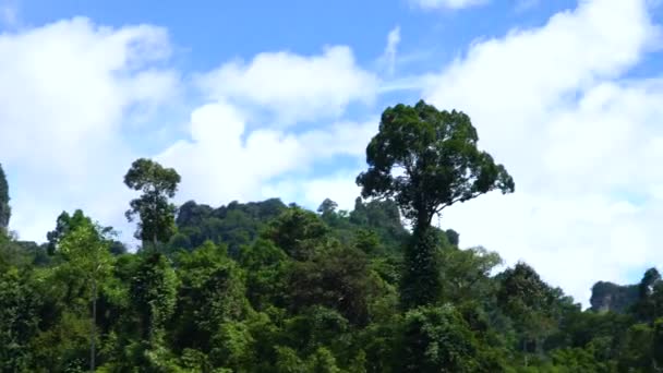 Grote boom in de jungle tegen de blauwe hemel. — Stockvideo