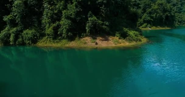 Aérea: El jabalí está pastando en la orilla del lago . — Vídeo de stock
