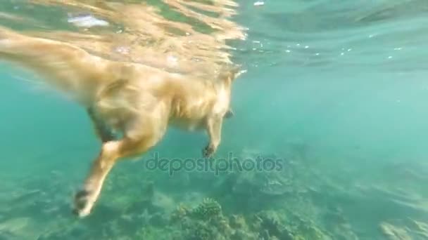 Perro beige, labrador, flota en el mar entre los arrecifes de coral. Vista bajo el agua . — Vídeos de Stock