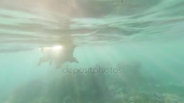 Бежевий собака, лабрадор, пливе в морі серед коралових рифів. Вид під водою . — стокове відео