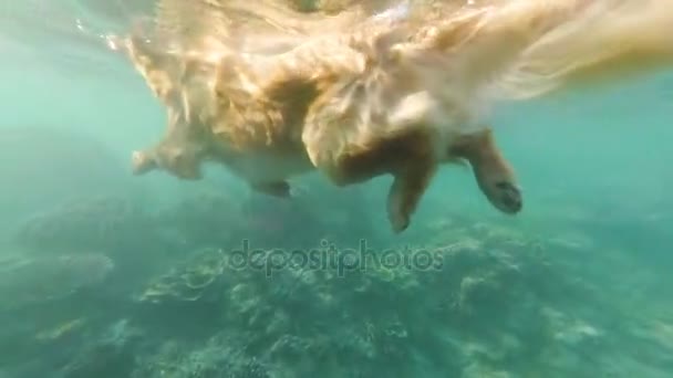 Perro beige, labrador, flota en el mar entre los arrecifes de coral. Vista bajo el agua . — Vídeo de stock