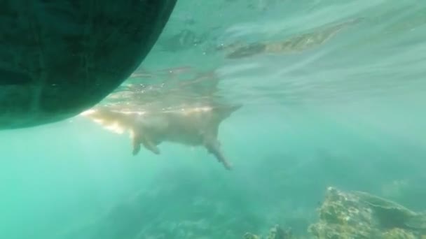 Beżowy pies, labrador, pływa w morzu wśród raf koralowych. Zobacz pod wodą. — Wideo stockowe