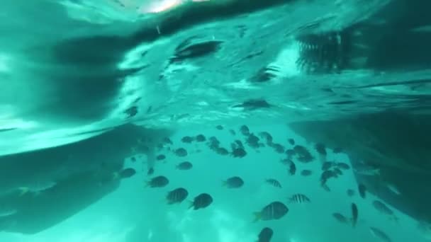 透明な青緑色の水でボートの下で多くのエキゾチックな魚が泳いでいます。. — ストック動画