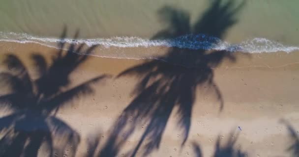 Aerial: Sombras de palmeiras na areia junto ao mar . — Vídeo de Stock