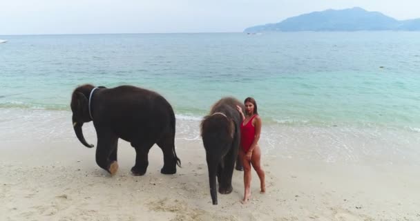 Повітря: дівчина в червоному купальнику позує поруч зі слонами на пляжі . — стокове відео