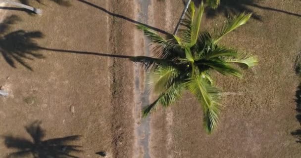 Aéreo: Uma mulher está andando na estrada entre o bosque de palmeiras. Vista vertical . — Vídeo de Stock