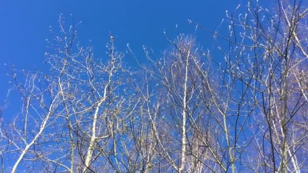 Nagie drzewa i błękitne niebo wczesną wiosną — Wideo stockowe