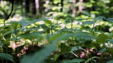 Yeşil çim makro kaydırma çekim