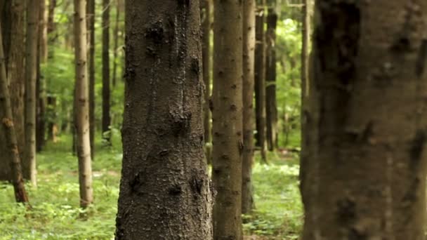 Macro shot of pine trees — Stock Video