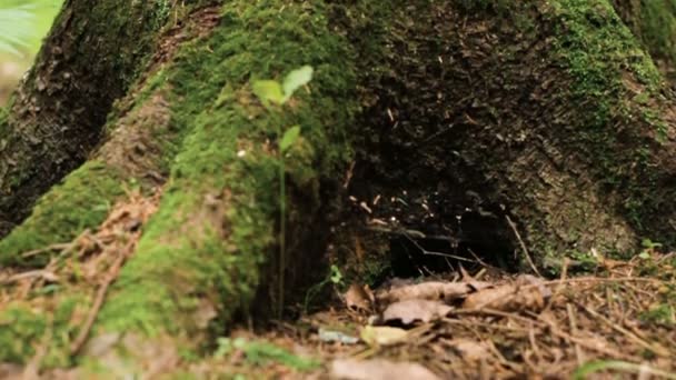 Close up of big pine tree trunk — Stock Video