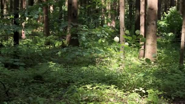 Groene Woud gazon en pine bomen — Stockvideo