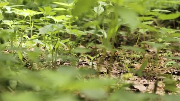 Макрос зеленої трави — стокове відео