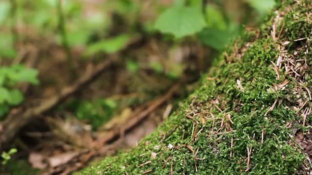 Green lush moss macro shot — Stock Video