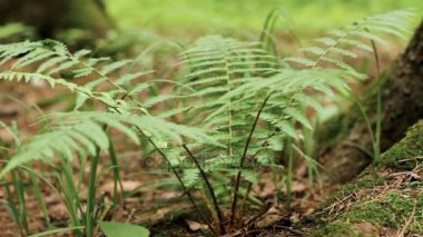 Makro çekim eğreltiotu yaprakları ve büyük çam ağacı