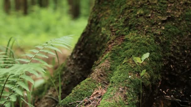 Макрознімок кори соснового дерева з мохом — стокове відео