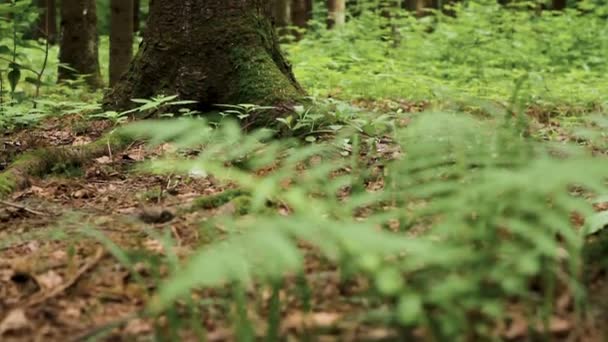 Incline-se tiro de pinheiros na floresta — Vídeo de Stock