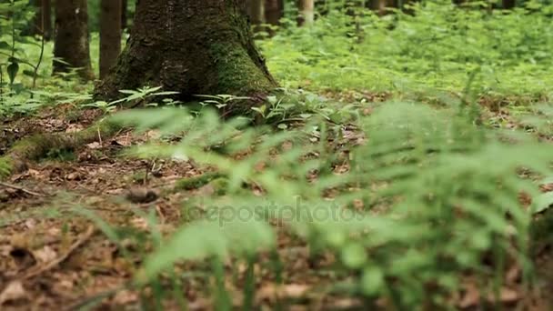 Tilt up shot of pine tree in forest — Stock Video