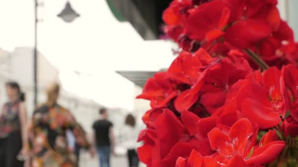 Flores rojas y calle de la ciudad — Vídeos de Stock