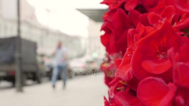 Kırmızı çiçekler ve şehir sokak