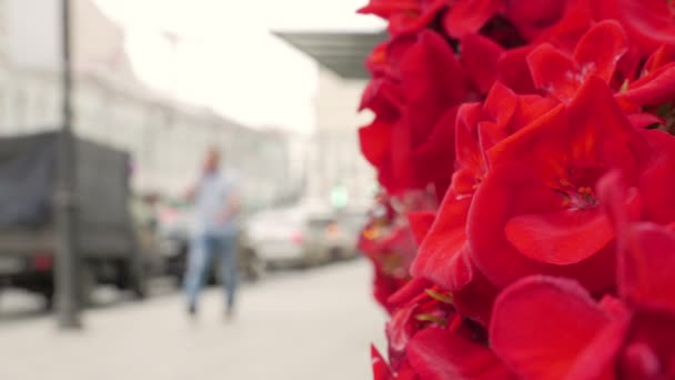 Fleurs rouges et rue de la ville — Video